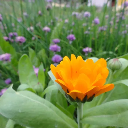 Hotel Familiengasthof Maier Mautern In Steiermark