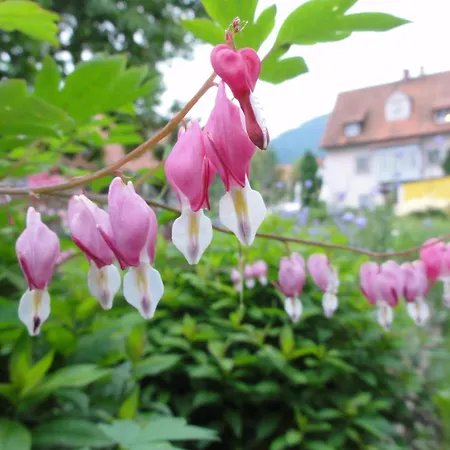 Familiengasthof Maier Otel Mautern In Steiermark