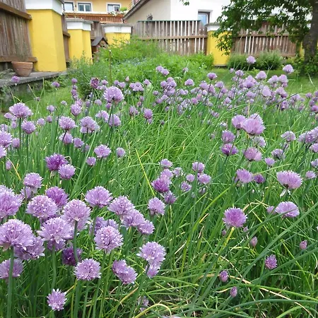 Otel Familiengasthof Maier