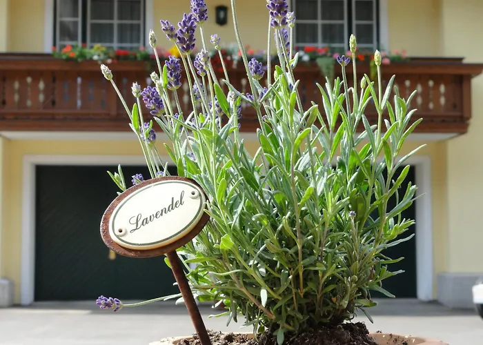 Familiengasthof Maier Hotel